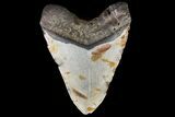 Bargain, Fossil Megalodon Tooth - North Carolina #75503-1